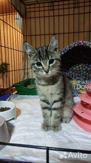 Котенок в добрые руки