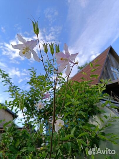 Аквилегия водосбор