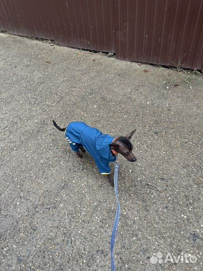 Выгул собак и зооняня