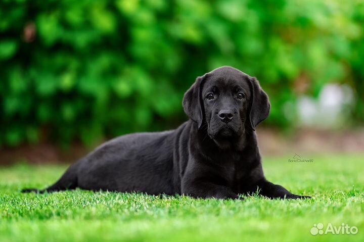 Щенки лабрадора
