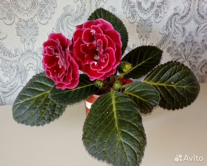 Детки глоксинии сорт 