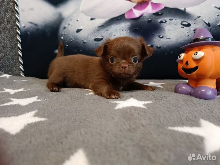 Щенки чихуахуа