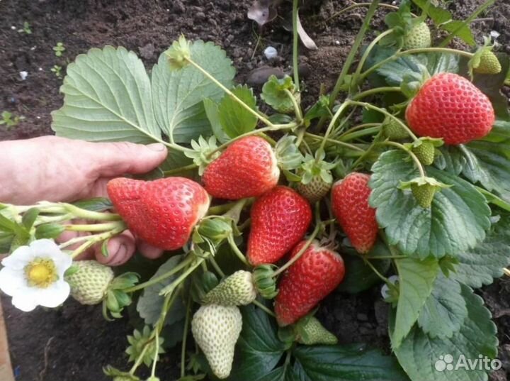 Рассада земляники ремонтантной