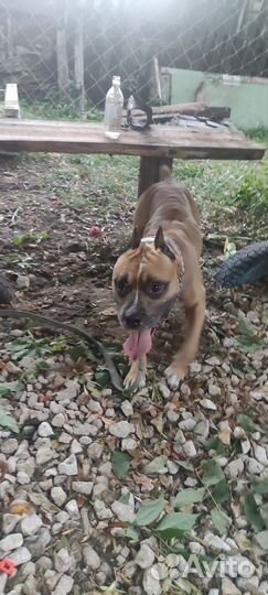 Кабель ищет девочку для вязки