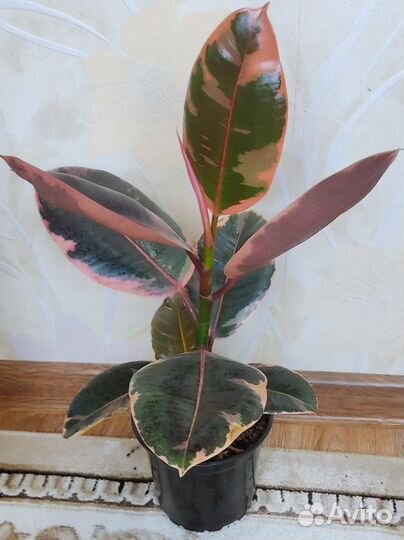 Фикус Бейлиз, Тинеке, Абиджан черный