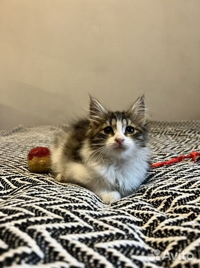 Котёнок девочка отдам в добрые руки