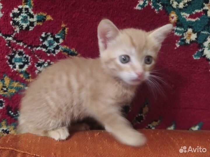 Продам котёнка от домашней кошки, мальчик, 1,5 мес