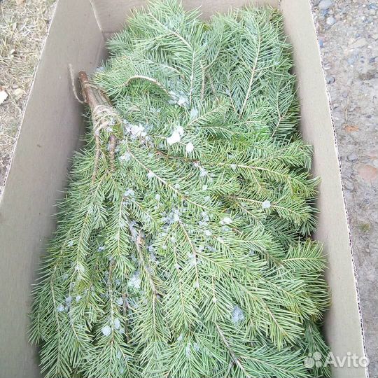 Веники для бани