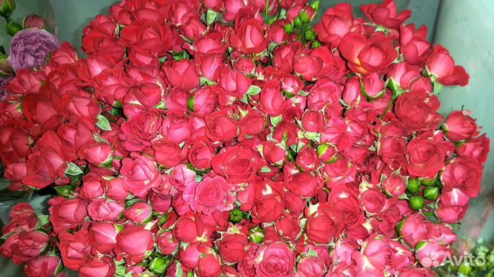 Букеты из Пионовидных и Кустовых Роз