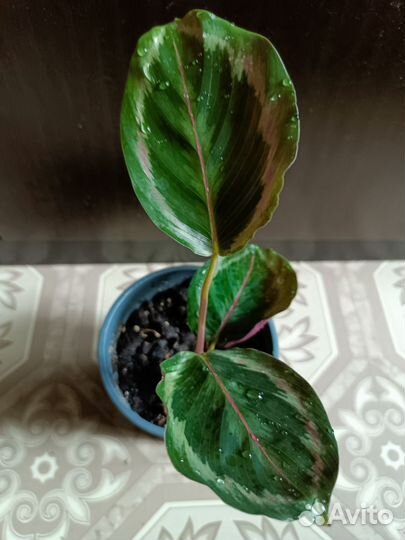 Калатея Медальон