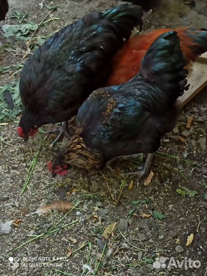 Петухи