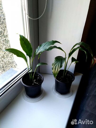 Спатифиллум