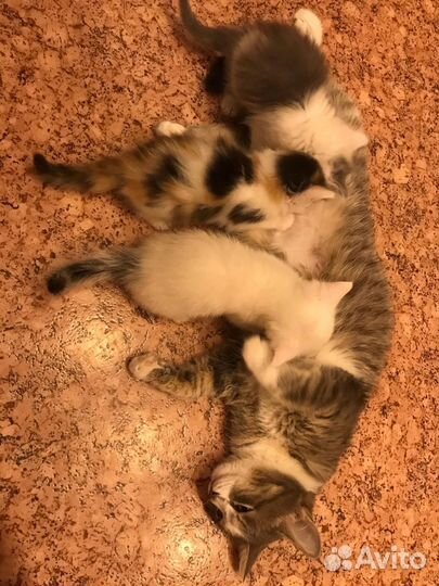 Котята в добрые руки