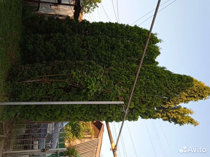 Туя смарагд