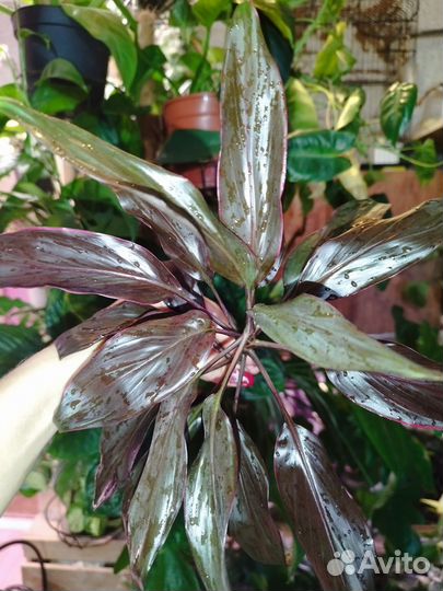 Кордилина Мамбо