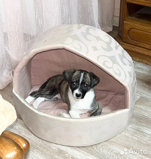 Щенки мальчики