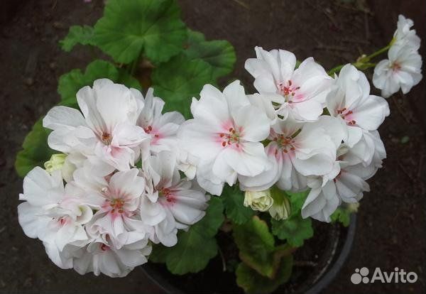 Пеларгония, герань, миниатюрные герани