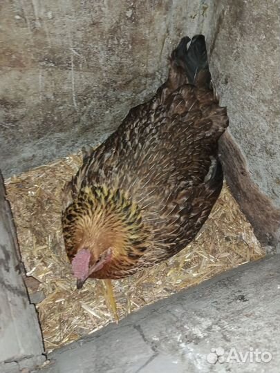 Куры молодки несушки