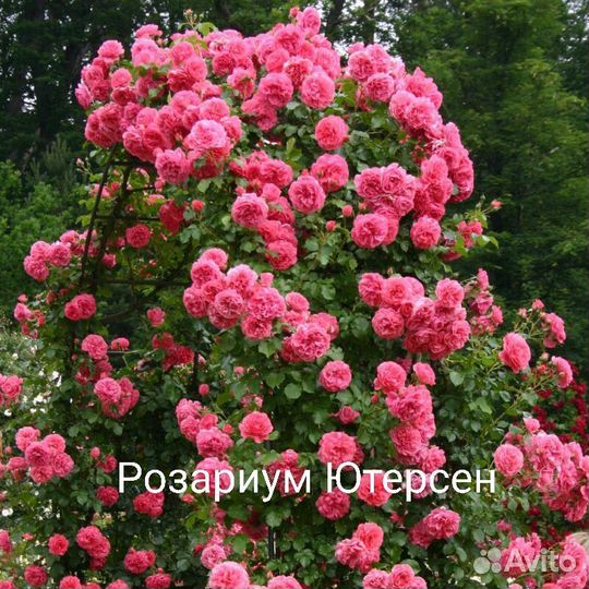 Плетистая Розариум Ютерсен