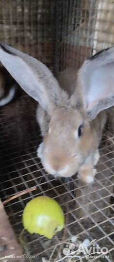Продам кроликов
