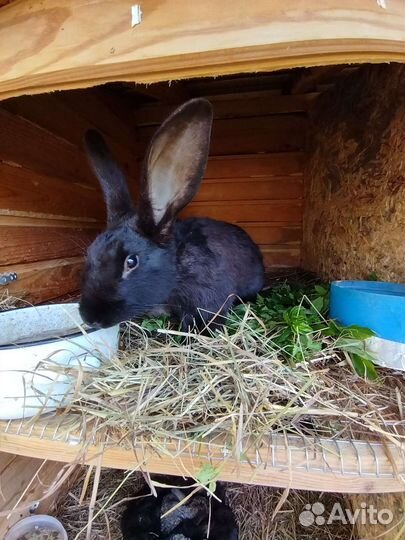 Кролики с доставкой