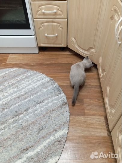 Отдам бесплатно