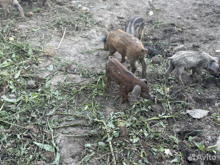 Венгерская мангалица