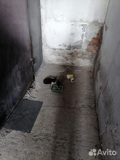 Кошки котята