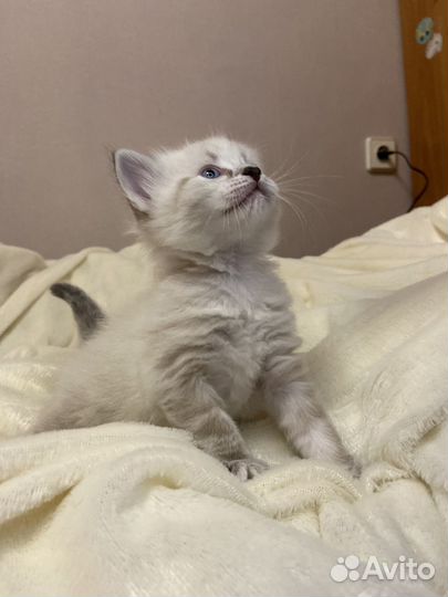 Котенок девочка невская маскарадная