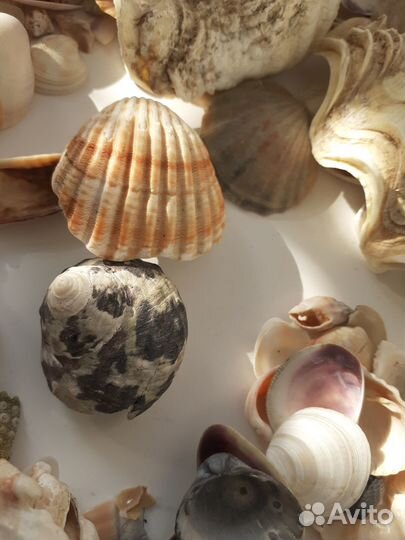 Морские раковины, кораллы, морские звезды