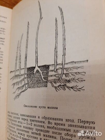 Книга Советы Садоводу-Любителю