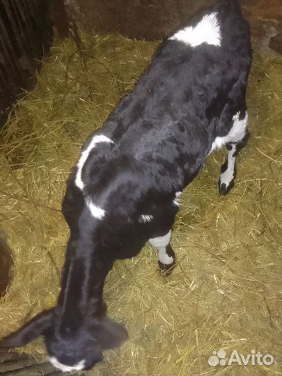 Продаю месячного теленка