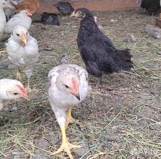 Куры молодки