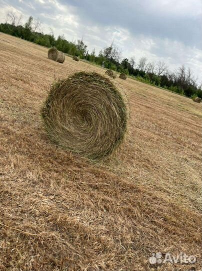 Сено луговое с доставкой