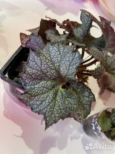 Бегония декоративно лиственная