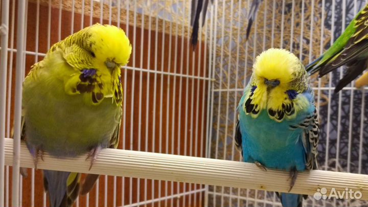 Чистокровные выставочные волн. попугаи (ввп) Чехи