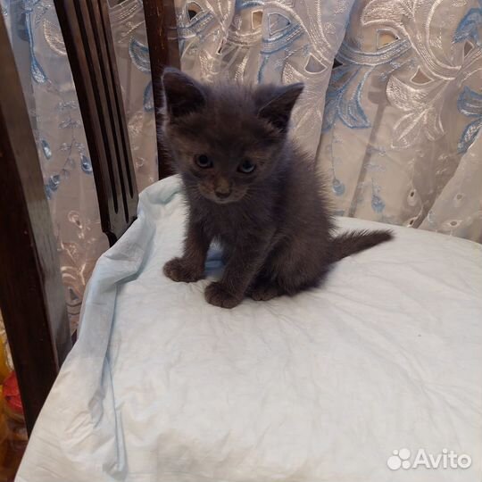 Отдам в добрые руки