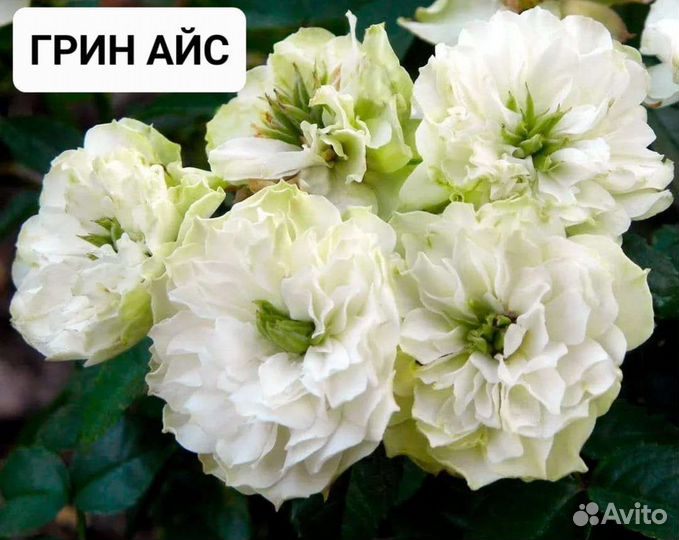 Розы саженцы