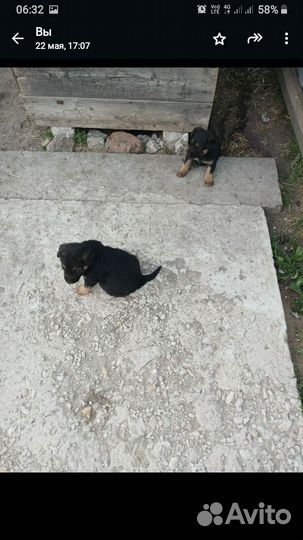 Щенки от немецкой овчарки