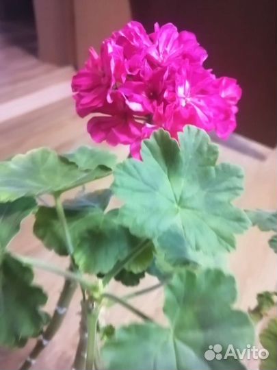 Комнатные цветы