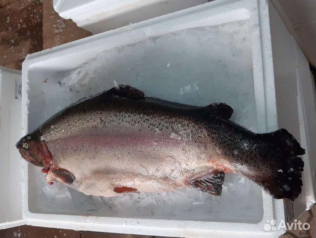Форель охлажденная из Карелии
