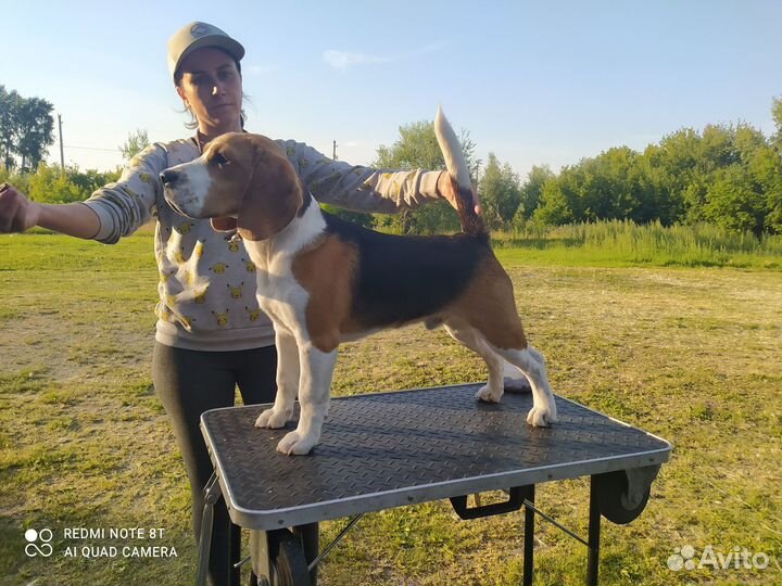 Бигль вязка