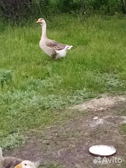 Холмогорские гуси