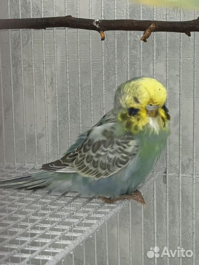 Волнистый попугай ввп чех