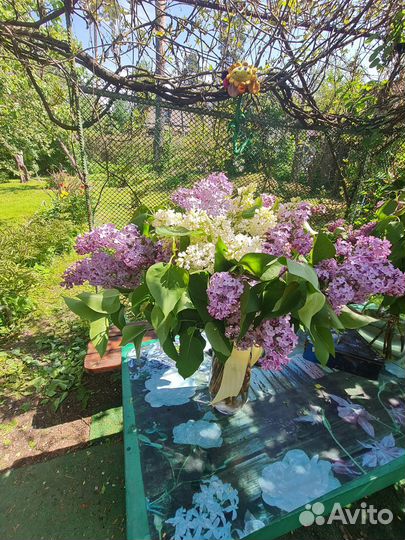 Сирень на букеты