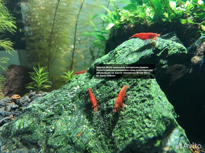 Креветки Blood Mary от Дона Пабло