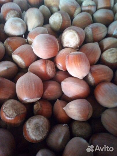 Фундук орех 60 кг Домашний