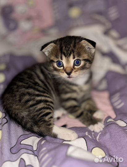 Котята от шотландской кошки