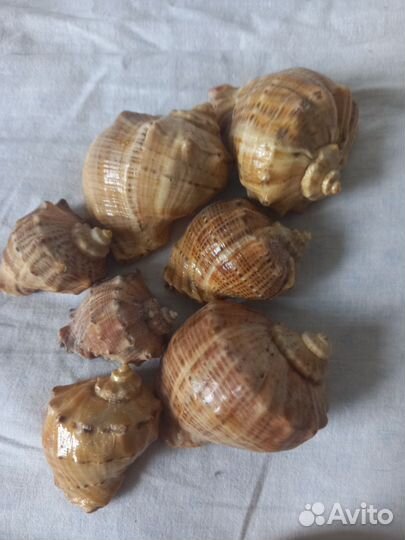 Морские раковины и звезда