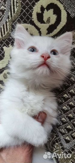 Котёнок похож на ангорскую кошку